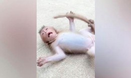 奥克兰小猴子爆料视频,揭秘视频背后的惊人真相