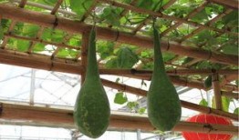 天鹅西瓜在线观看,在线观看，探寻奇幻世界的奇妙之旅